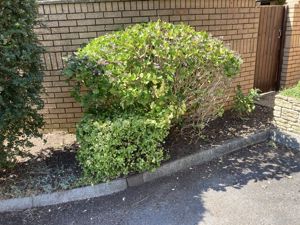 Shrubs outside- click for photo gallery